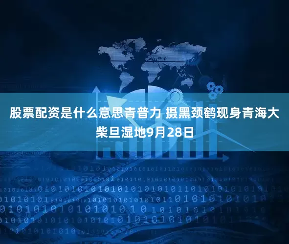 股票配资是什么意思青普力 摄　　　黑颈鹤现身青海大柴旦湿地9月28日